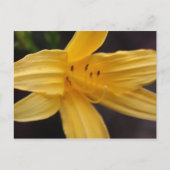 黄花 ポストカード (正面)