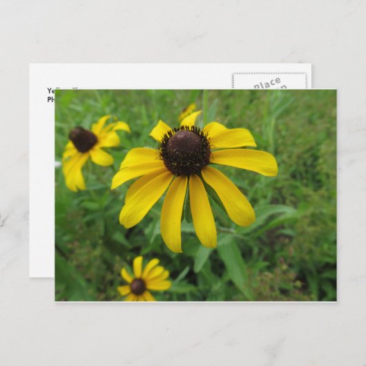 黄花 ポストカード (正面/裏面)