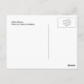 黄花 ポストカード (裏面)