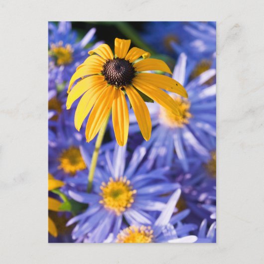 黄花 ポストカード (正面)