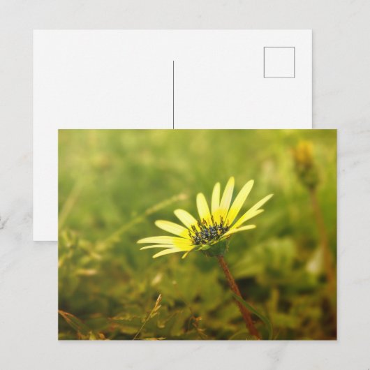 黄花 ポストカード (正面/裏面)
