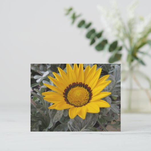 黄花 ポストカード (スタンド正面)