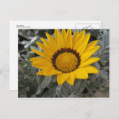 黄花 ポストカード (正面/裏面)