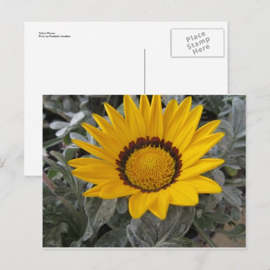 黄花 ポストカード (正面/裏面)