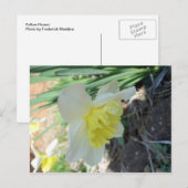 黄花 ポストカード (正面/裏面)