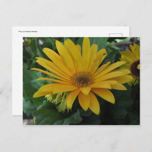 黄花 ポストカード (正面/裏面)