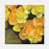 黄花 マグネット (正面)