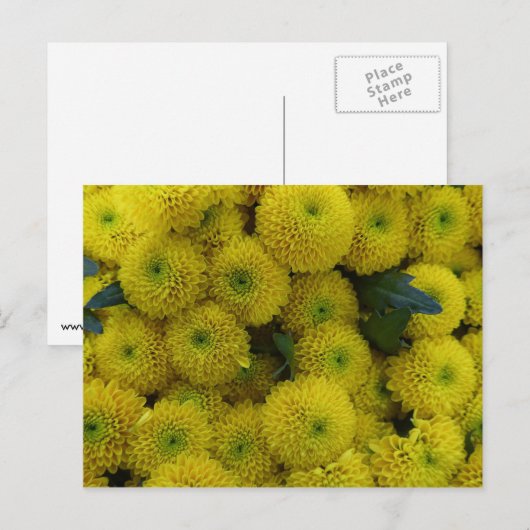 黄菊カード ポストカード (正面/裏面)
