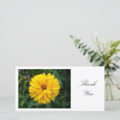 黄菊 – ありがとう サンキューカード (スタンド正面)