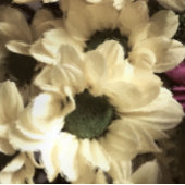 黄菊 フォトプリント           