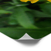 黄菊 ポスター (角)