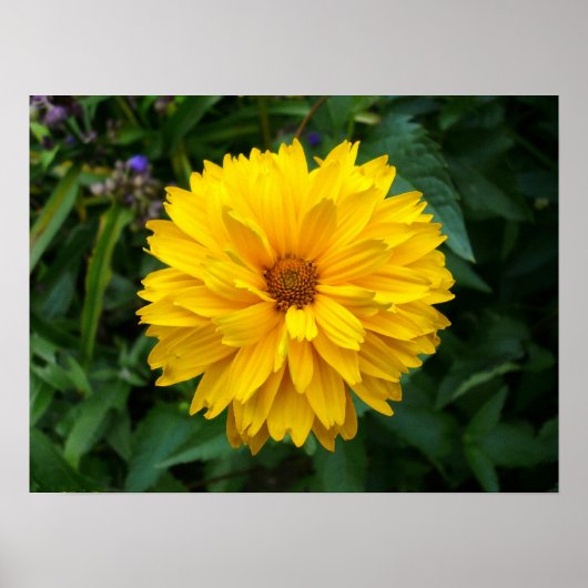 黄菊 ポスター (正面)