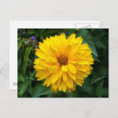 黄菊 ポストカード (正面/裏面)