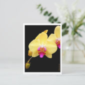 黄蘭の写し ポストカード (スタンド正面)