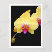 黄蘭の写し ポストカード (正面)