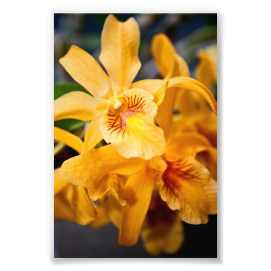 黄蘭の花の開花植物 フォトプリント            (正面)