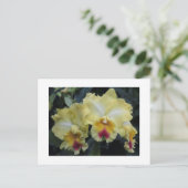 黄蘭はがき ポストカード (スタンド正面)