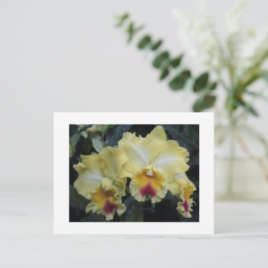 黄蘭はがき ポストカード (スタンド正面)