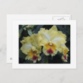 黄蘭はがき ポストカード (正面/裏面)