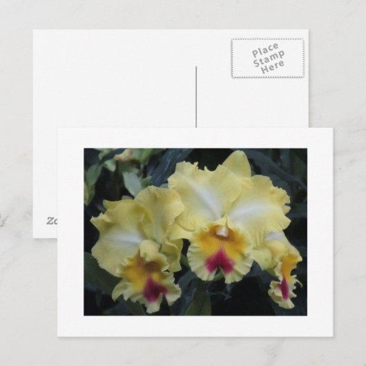 黄蘭はがき ポストカード (正面/裏面)