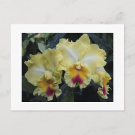 黄蘭はがき ポストカード