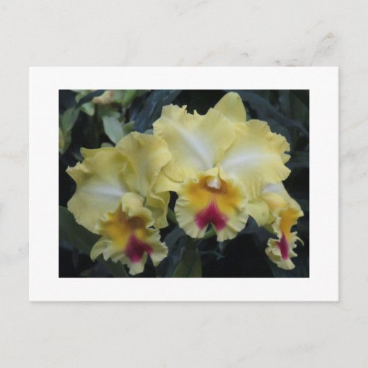 黄蘭はがき ポストカード (正面)