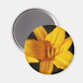 黄蘭 マグネット (正面/裏面)