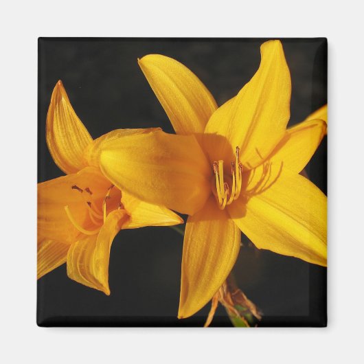 黄蘭 マグネット (正面)