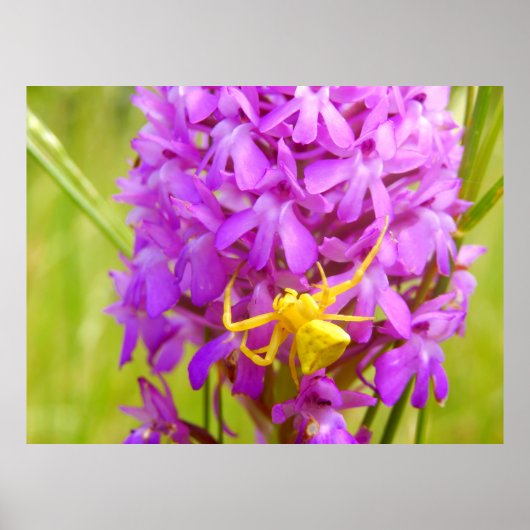 黄蟹スパイダーポスター ポスター (正面)