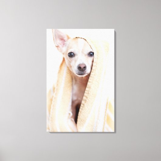 黄褐色と白のチワワはタオルの下に座る キャンバスプリント (正面)