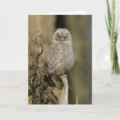 黄褐色の雛 カード (正面)