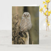 黄褐色の雛 カード (黄色い花)