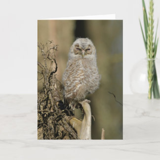 黄褐色の雛 カード