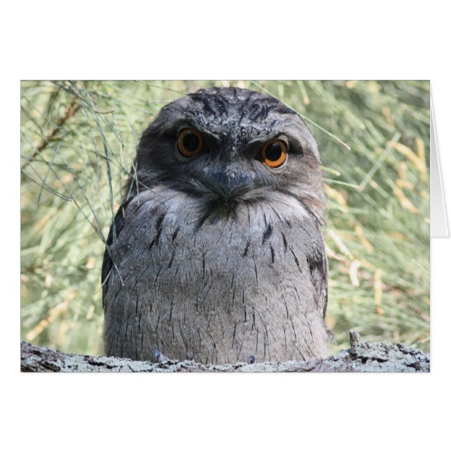 黄褐色のFrogmouth (正面横)