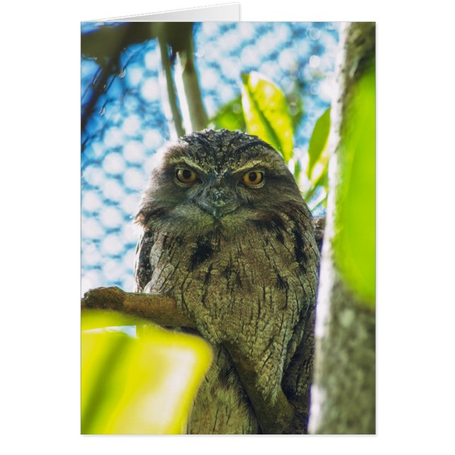 黄褐色はフクロウ (正面)