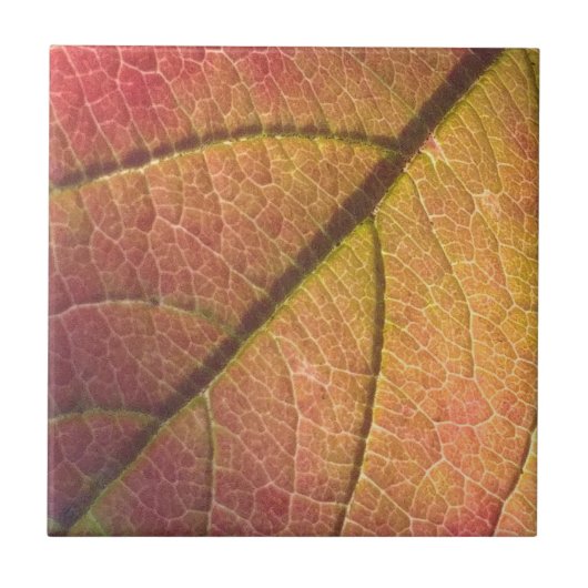 黄赤秋葉 タイル (正面)