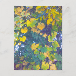 黄金のクローズアップ ポストカード