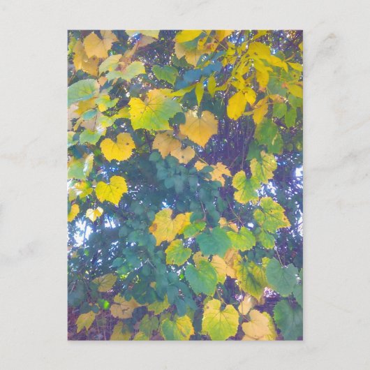 黄金のクローズアップ ポストカード (正面)