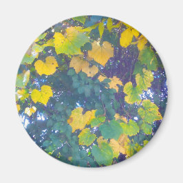 黄金のクローズアップ マグネット