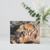 黄金の三角形 ポストカード (スタンド正面)