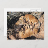 黄金の三角形 ポストカード (正面/裏面)