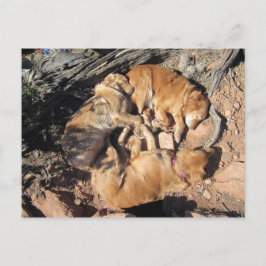 黄金の三角形 ポストカード