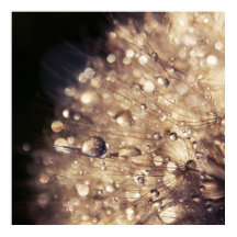 黄金の光に滴るダンダリオンの種