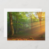 黄金の光の瞬間 ポストカード (正面/裏面)