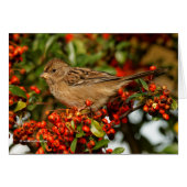 黄金の冠を持つ緋色のサギ (正面横)