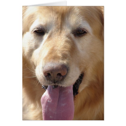 黄金の彗星 (正面)