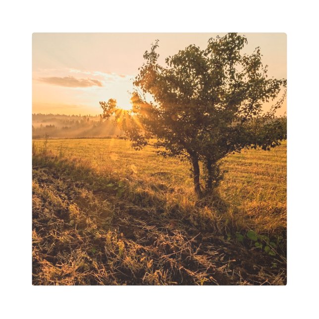 黄金の日の出の霧の野原の寂しい木 メタルプリント (正面)