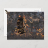 黄金の時にワシ ポストカード (正面/裏面)