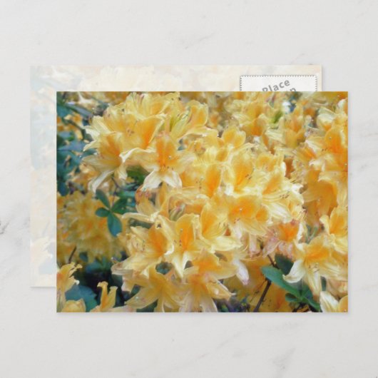 黄金の水切り黄色いツツジの花 ポストカード (正面/裏面)