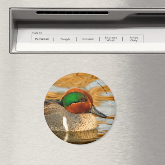 黄金の池に美しい緑の翼のティール（緑がかった色）のアヒル マグネット (インサイチュ (食洗機))